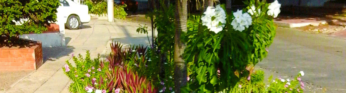A garden in the sidewalk.