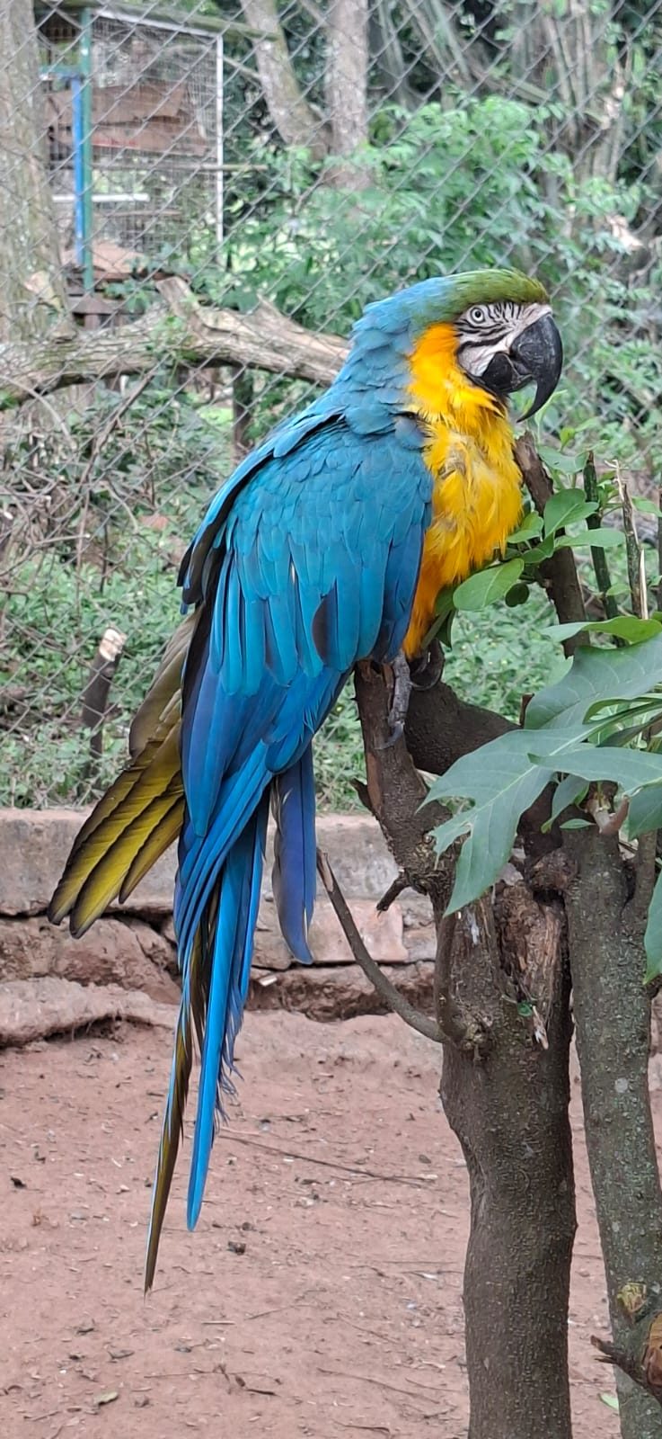 Blue-and-gold Macaw