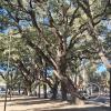 Plaza Atlantico Sur (2)