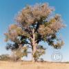 big-tree-in-cienega