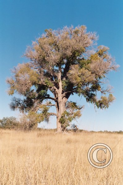 big-tree-in-cienega