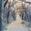 path-in-cienega_001