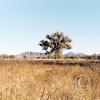 tree-in-cienega-with-Santa-Rita-Mtns-in-back