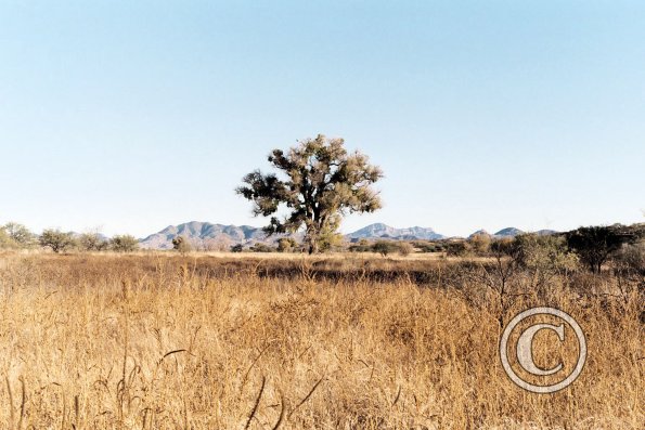 tree-in-cienega-with-Santa-Rita-Mtns-in-back