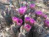 CactusFlowers 002