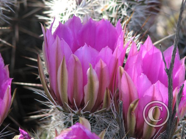 CactusFlowers 003