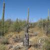CactusFlowers 005