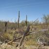 CactusFlowers 006