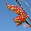 CactusFlowers 007