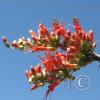 CactusFlowers 008