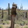 CactusFlowers 010