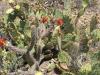 CactusFlowers 012