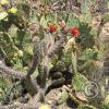 CactusFlowers 012