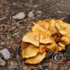 Mushroom 2