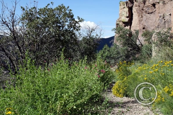 Sugarloaf Mtn trail 2