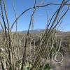 LomaAltaTrail019