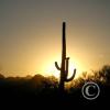 sajuaro-sunrise_18133183405_o