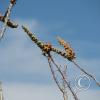 ocatillo_buds1_21485939092_o
