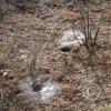 spider_nests_20874274544_o