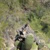 sweetwater_trail-bird_21485931492_o