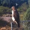 hawk-2010_12_26-10