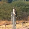 hawk-2010_12_26-13
