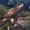 hawk-2010_12_26-14