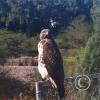 hawk-2010_12_26-7