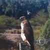 hawk-2010_12_26-9