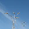 ocotillo_buds2