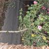Flowery tree