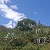 Hillside