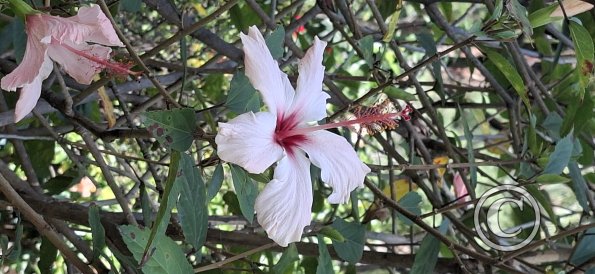 Jardín Botánico Martín Cárdenas (11)