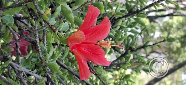 Jardín Botánico Martín Cárdenas (12)