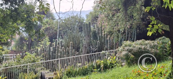 Jardín Botánico Martín Cárdenas (20)