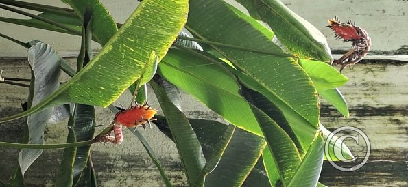 Jardín Botánico Martín Cárdenas (22)