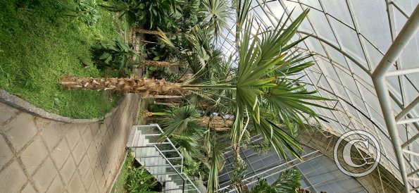 Jardín Botánico Martín Cárdenas (26)