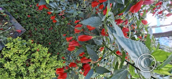 Jardín Botánico Martín Cárdenas (31)