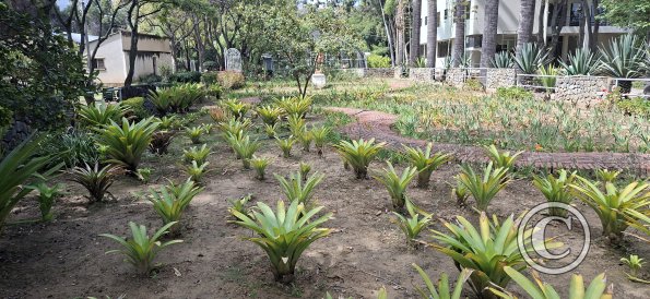 Jardín Botánico Martín Cárdenas (47)