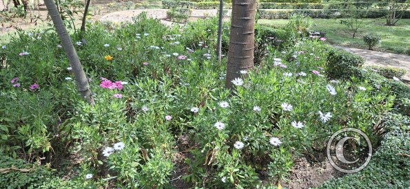 Jardín Botánico Martín Cárdenas (51)