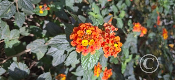 Jardín Botánico Martín Cárdenas (60)