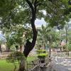 Parque Principal (7)