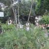 The main plaza (3)