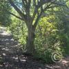 Camino al Chorro de Robore