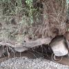 Boulder held up in roots