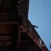 Cat on the roof