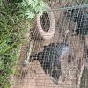 Wild animal refuge (10)