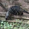 Wild animal refuge (11)