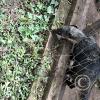 Wild animal refuge (12)