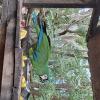 Wild animal refuge (22)